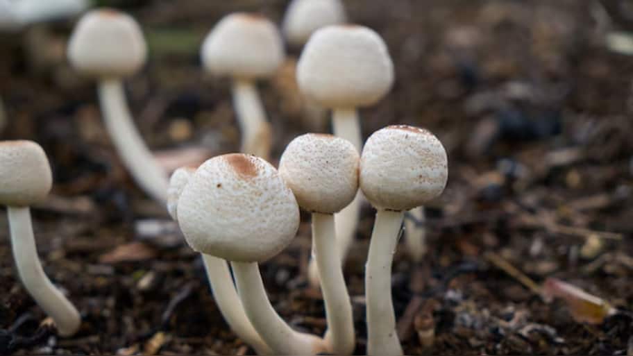 Discover The Top Health Benefits Of Mushrooms For Boosting Immunity And Overall Wellness
