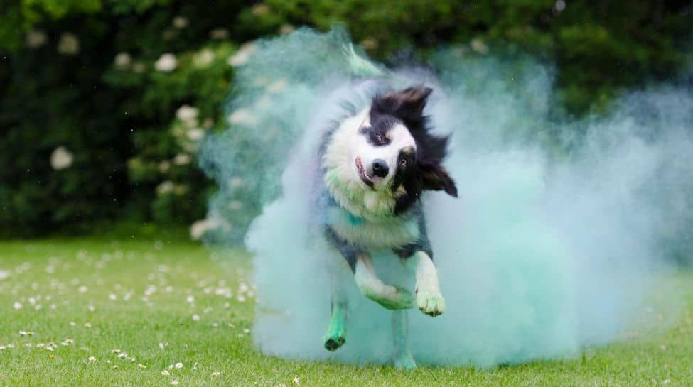 Holi 2025: Dos And Don’ts While Playing Holi With Pets