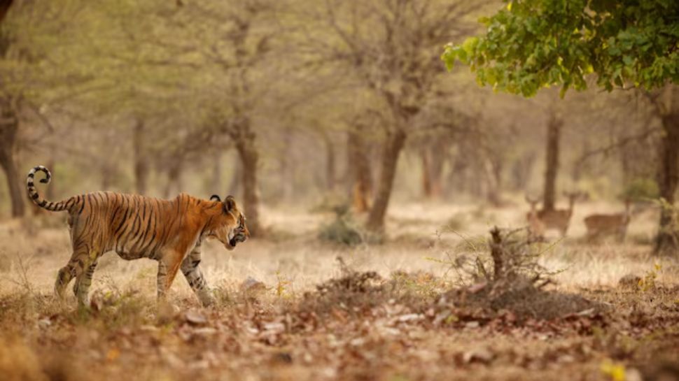 Kaziranga National Park (India)
