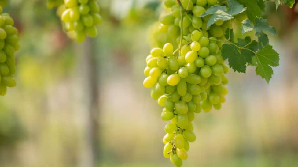 6. Grapes