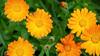  Calendula