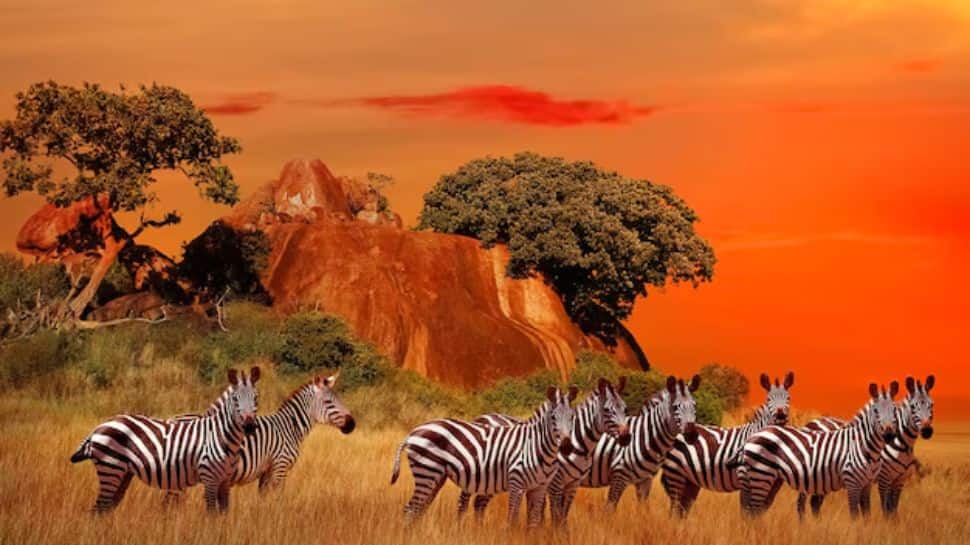 The Serengeti, Tanzania
