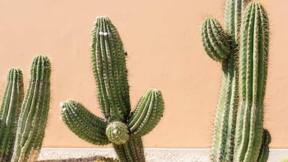 Any Plants With Thorns