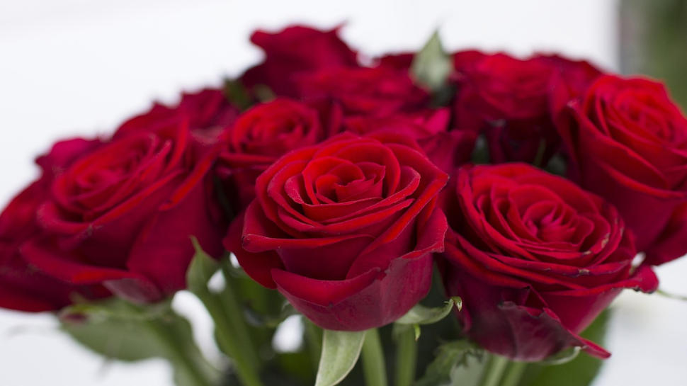 Maroon Roses