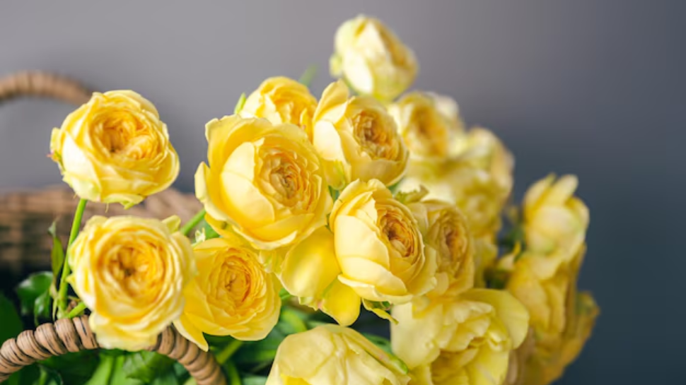 Yellow Roses