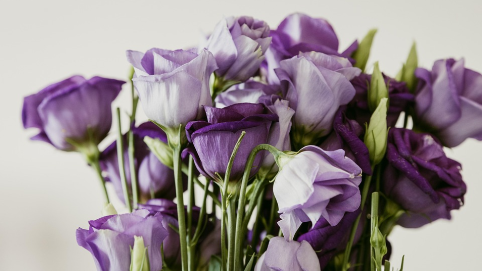 Purple Roses