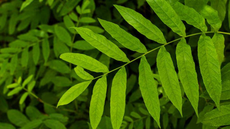 The Importance of Neem Leaves The Importance of Neem Leaves