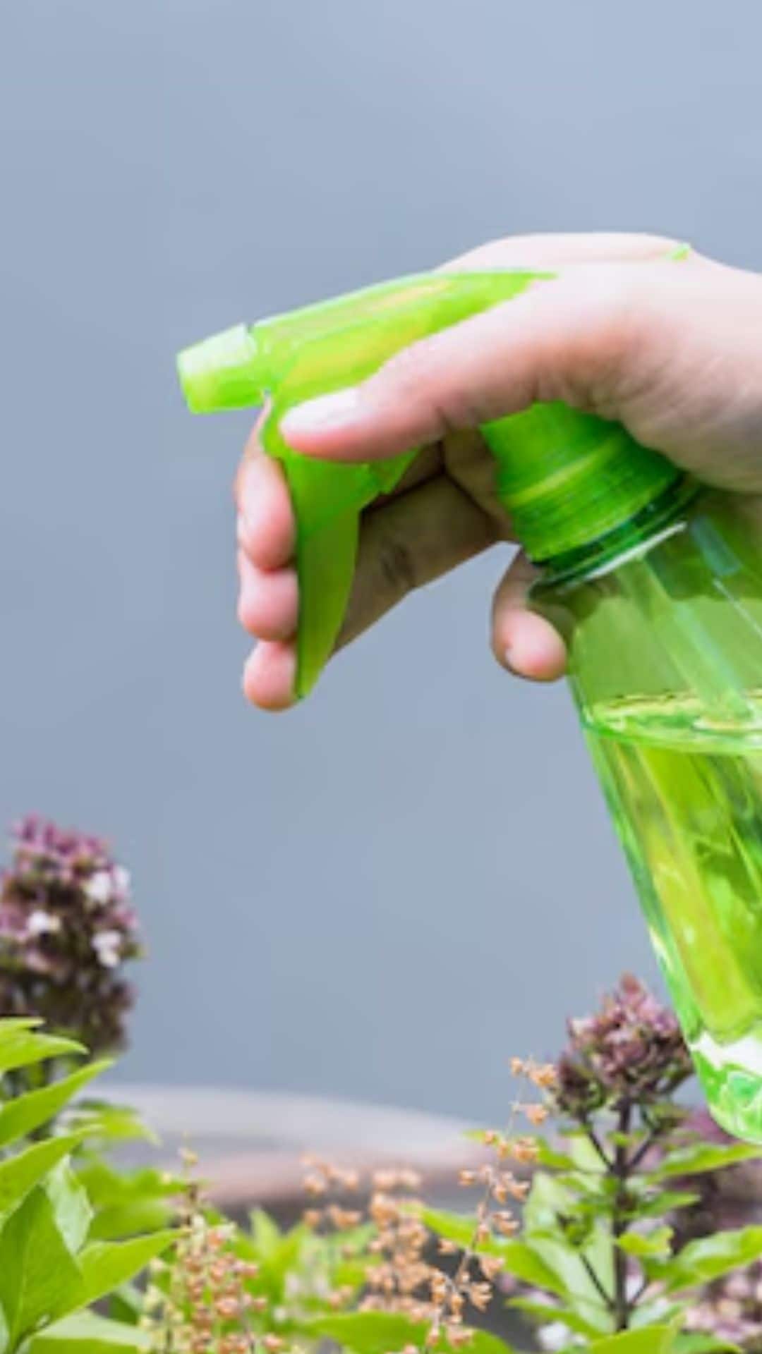 Grow Mosquito-Repelling Plants