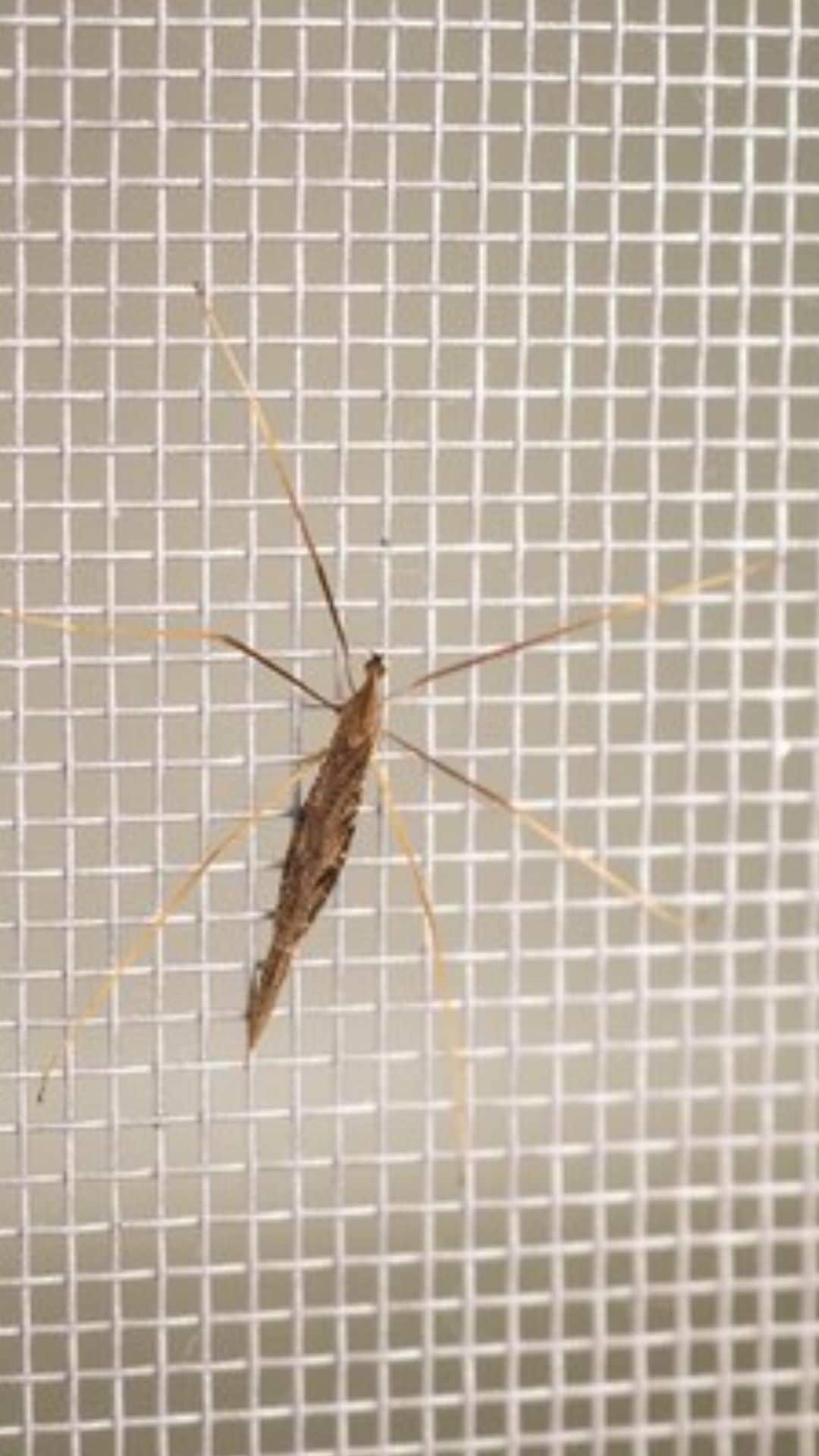 Install Mosquito Nets & Screens