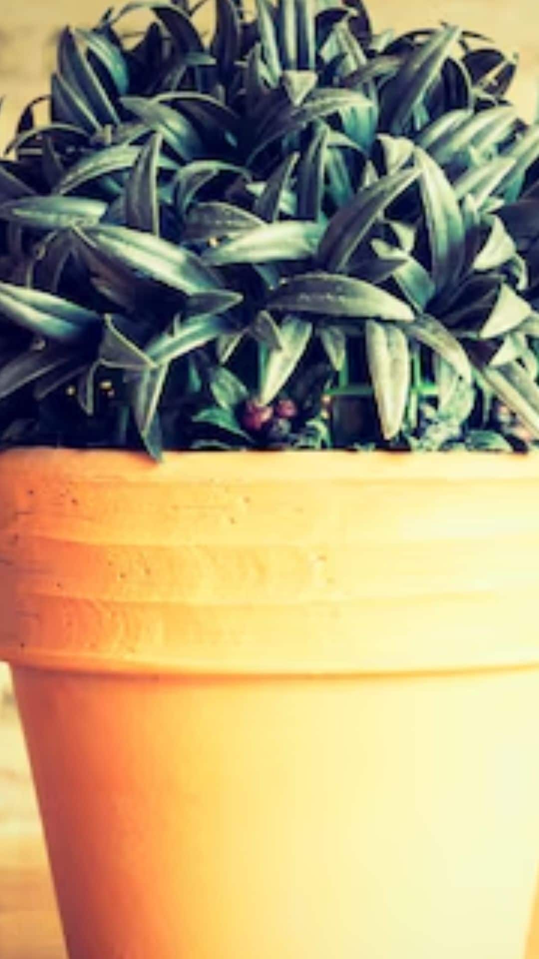 Eliminate Stagnant Water