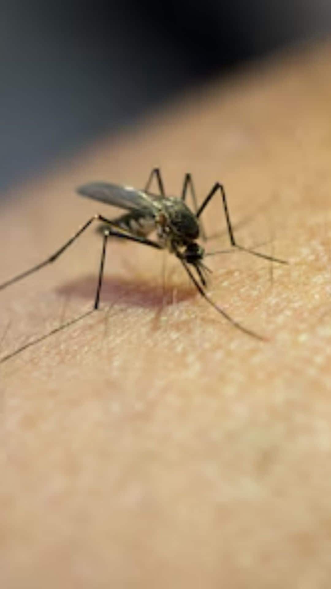 7 Ways To Get Rid Of Mosquitoes In Summer