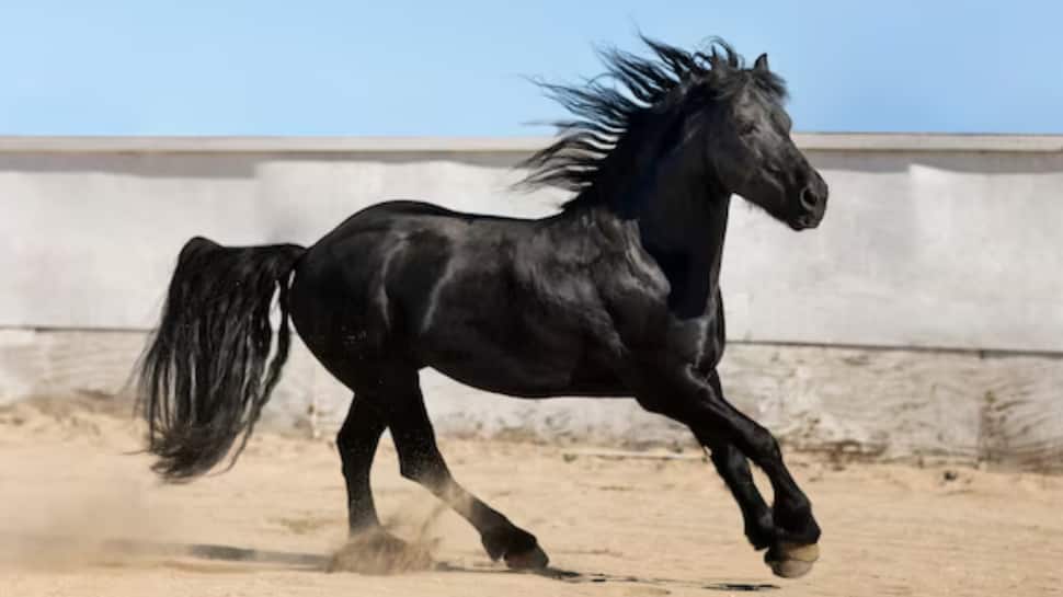 A Running Horse