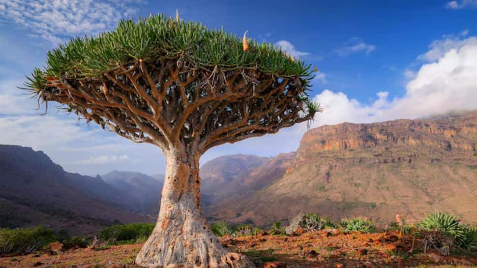 Socotra Archipelago – Yemen