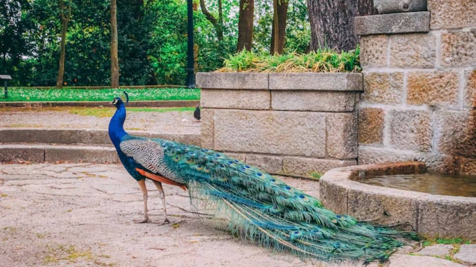 Vandalur Zoo (Arignar Anna Zoological Park) – Chennai Vandalur Zoo (Arignar Anna Zoological Park) – Chennai
