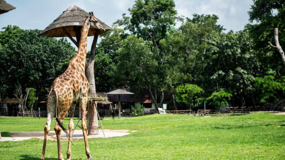 Mysuru Zoo – Karnataka Mysuru Zoo – Karnataka