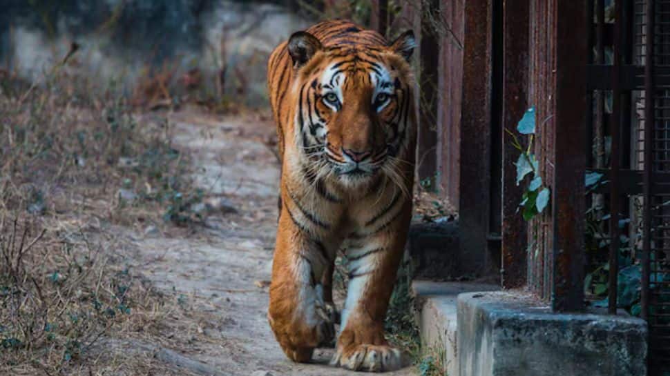 The National Zoological Park – Delhi The National Zoological Park – Delhi