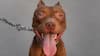 11 Animals Which Are Illegal To Keep As Pets In India