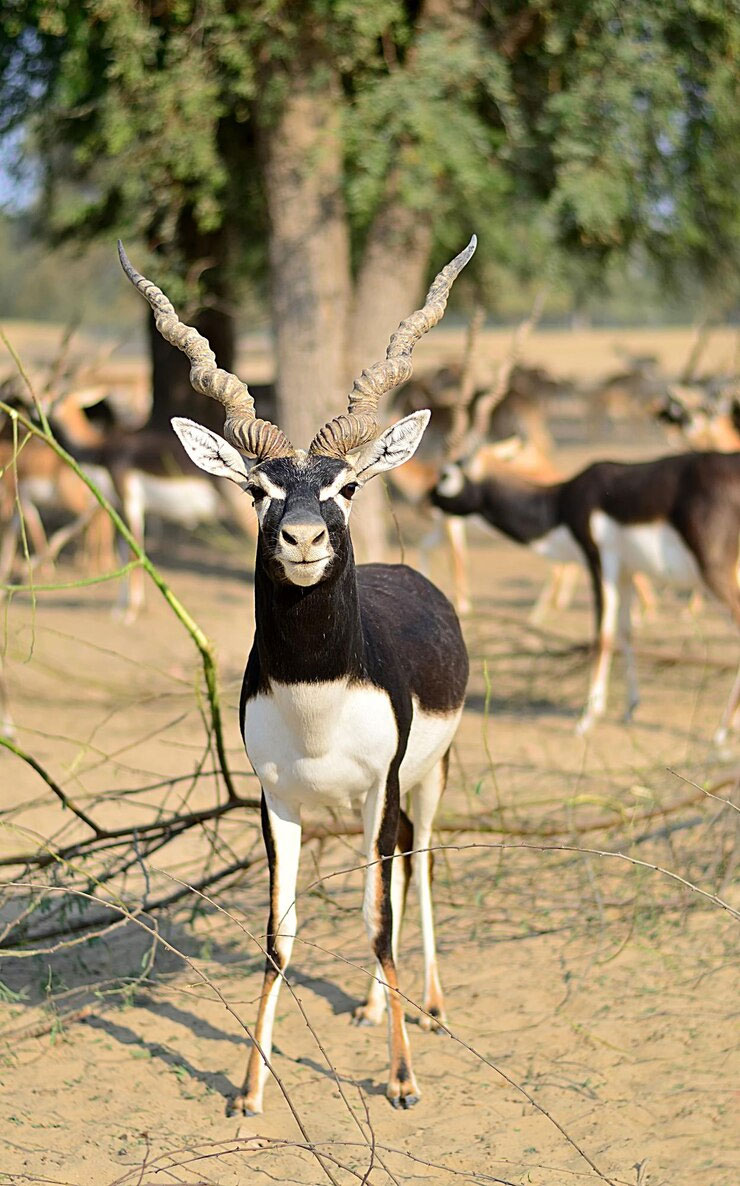Blackbuck
