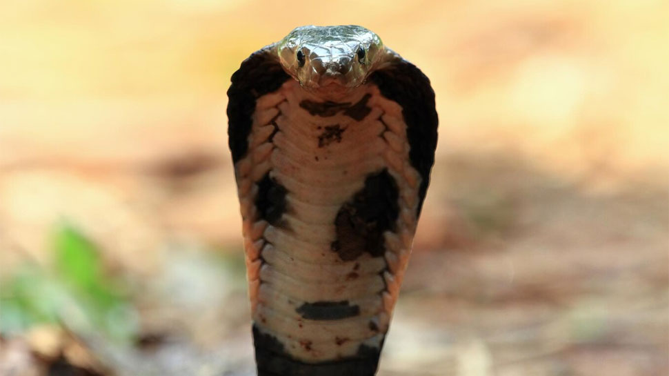 Snakes