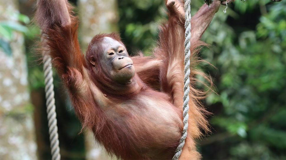 Orangutans