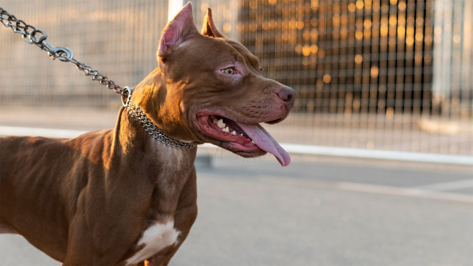 Pitbull