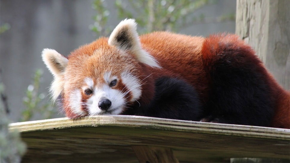 Red Pandas
