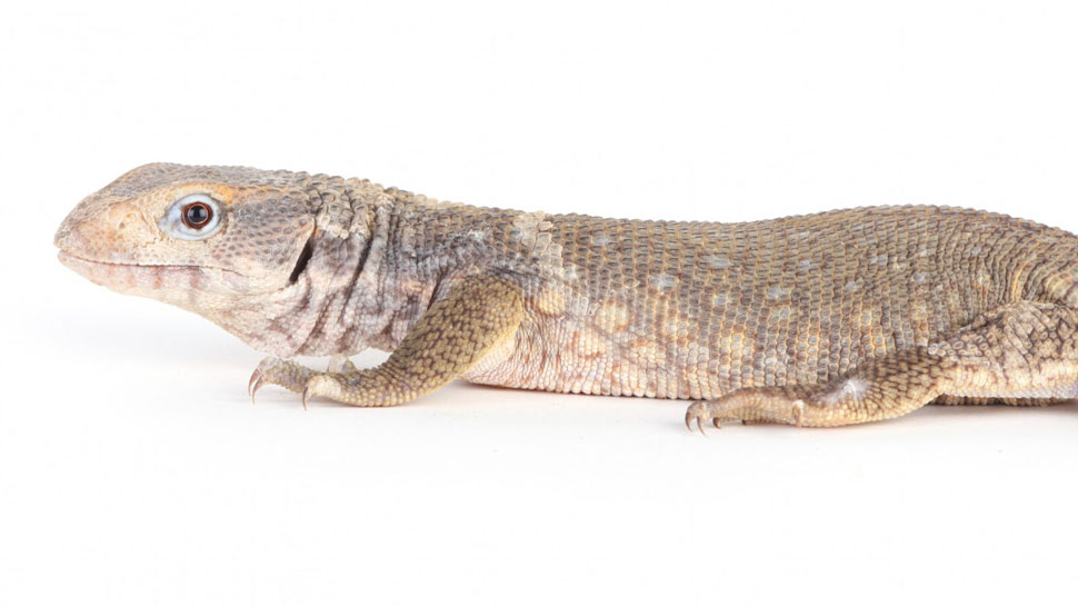 Monitor Lizard