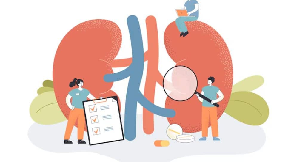 Hydration Myths And Details: How A lot Water Do Your Kidneys Actually Want?