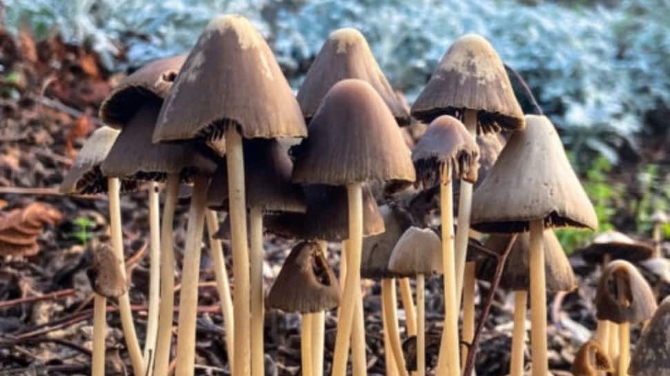 This Psychedelic Mushroom Compound May Improve Mood And Motor Function In Parkinson’s Patients, Study Finds