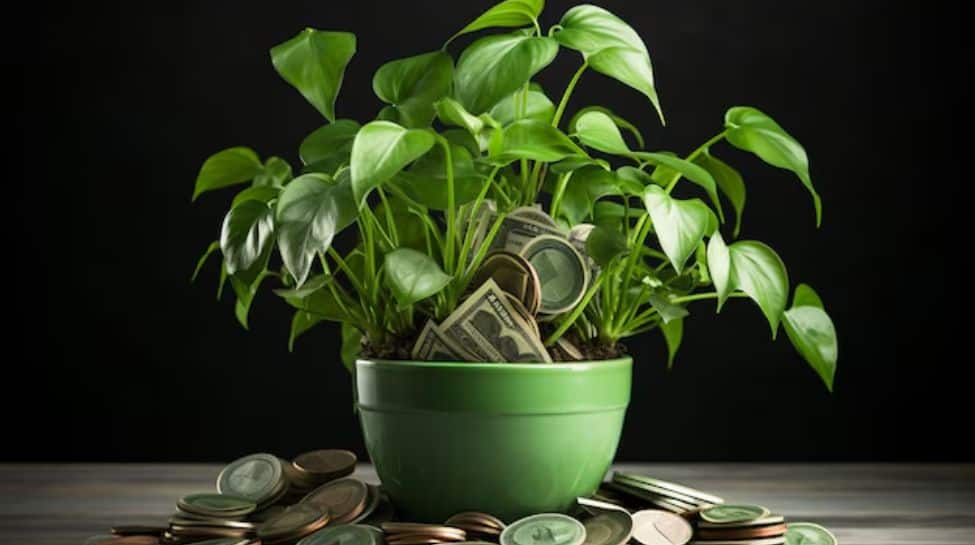 Know The Most Auspicious Day To Plant A Money Plant For Prosperity And Happiness At Home