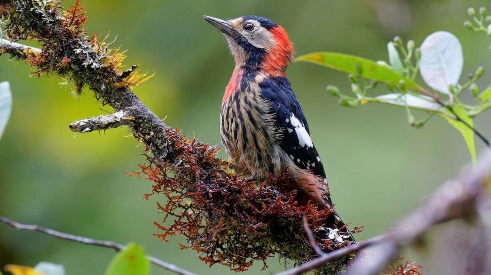 From Vibrant Western Tragopan To The Majestic Golden Eagle: 8 Most ...