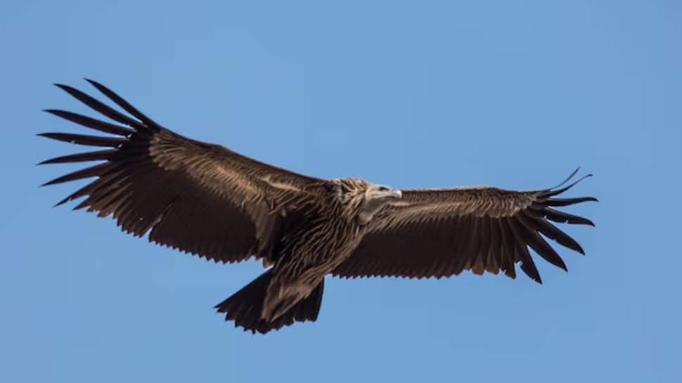 From Vibrant Western Tragopan To The Majestic Golden Eagle: 8 Most ...