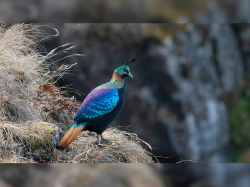 From Vibrant Western Tragopan To The Majestic Golden Eagle: 8 Most ...