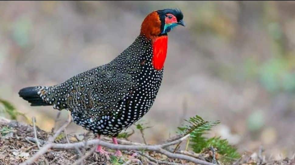From Vibrant Western Tragopan To The Majestic Golden Eagle: 8 Most ...
