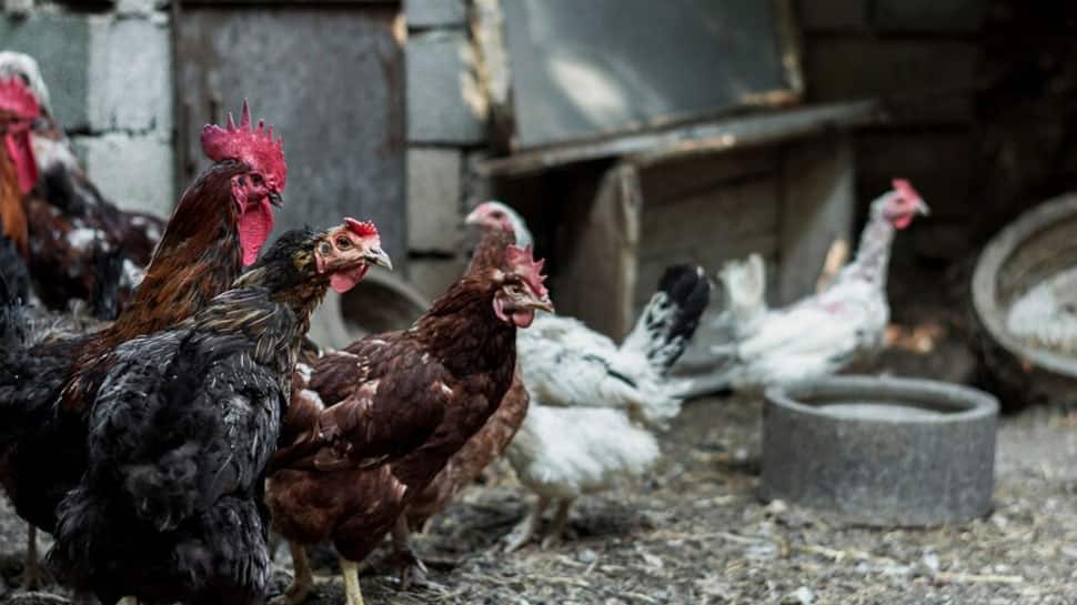 9. Poultry Farm