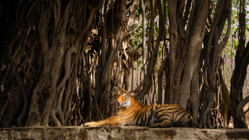 Pench National Park, Madhya Pradesh