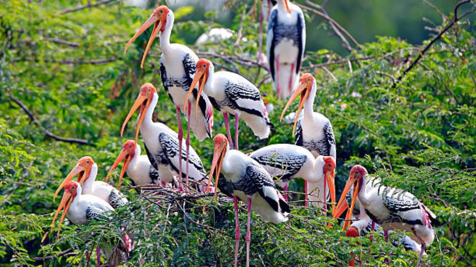 Bharatpur Bird Sanctuary (Keoladeo National Park), Rajasthan