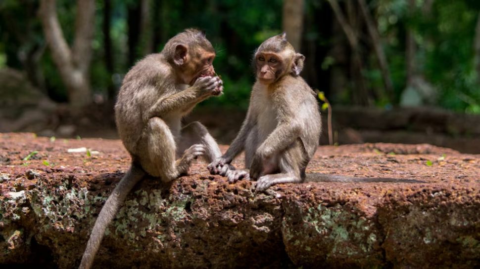 Periyar Wildlife Sanctuary, Kerala
