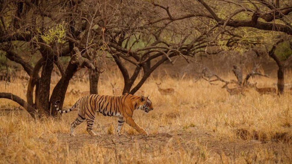 Ranthambore National Park, Rajasthan