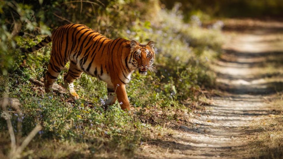 Jim Corbett National Park, Uttarakhand