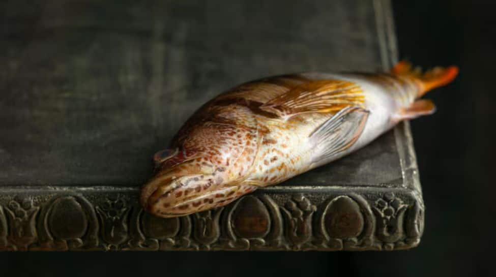 Lungfish