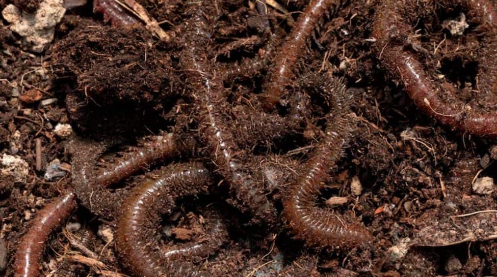 Nematodes (Certain Worms)