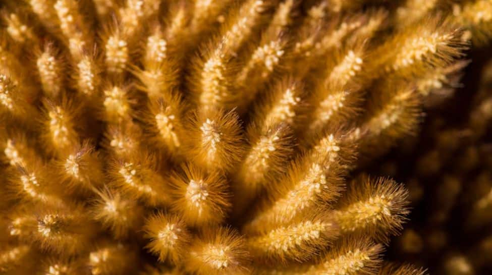 Sea Sponges