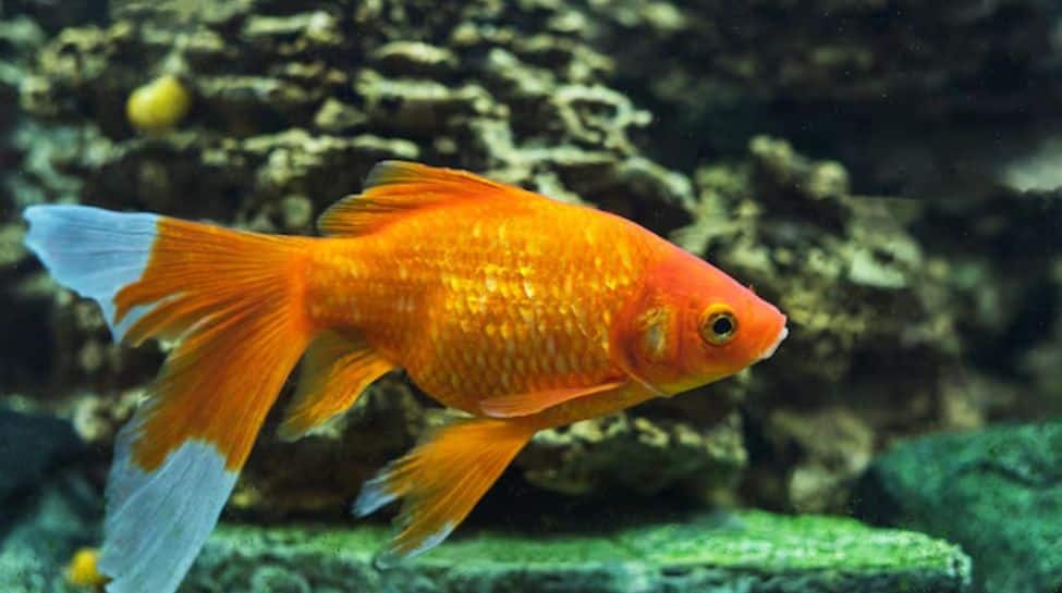 Goldfish and carp