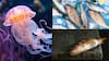Meet THESE 8 Animals Who Can Survive Without Oxygen