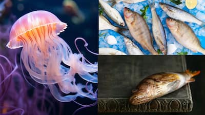 Meet THESE 8 Animals Who Can Survive Without Oxygen
