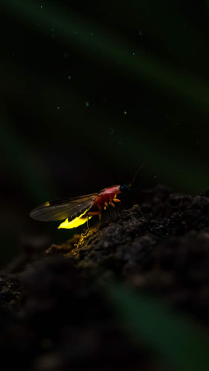 Firefly: