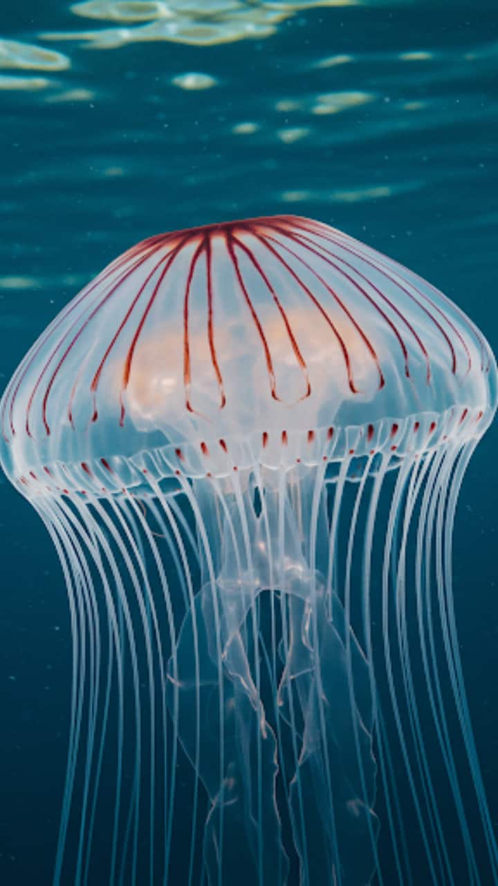 Comb Jelly:
