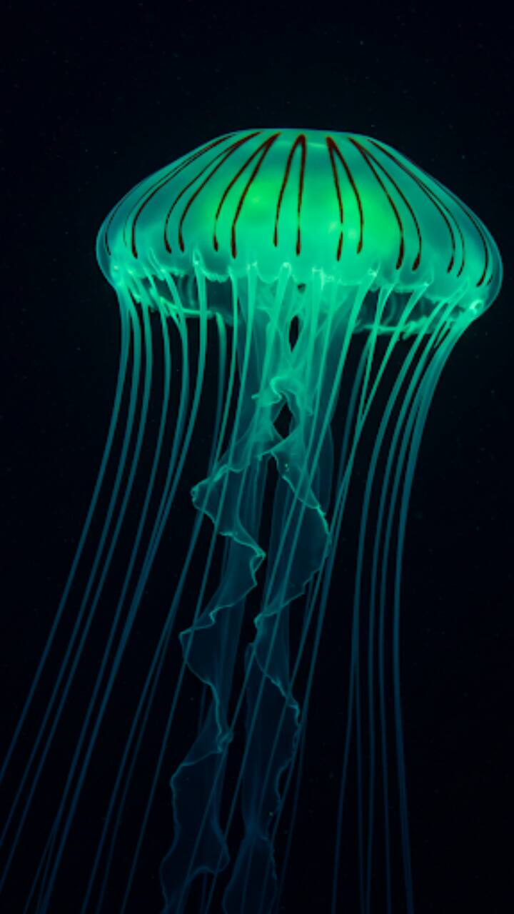 Crystal Jellyfish: