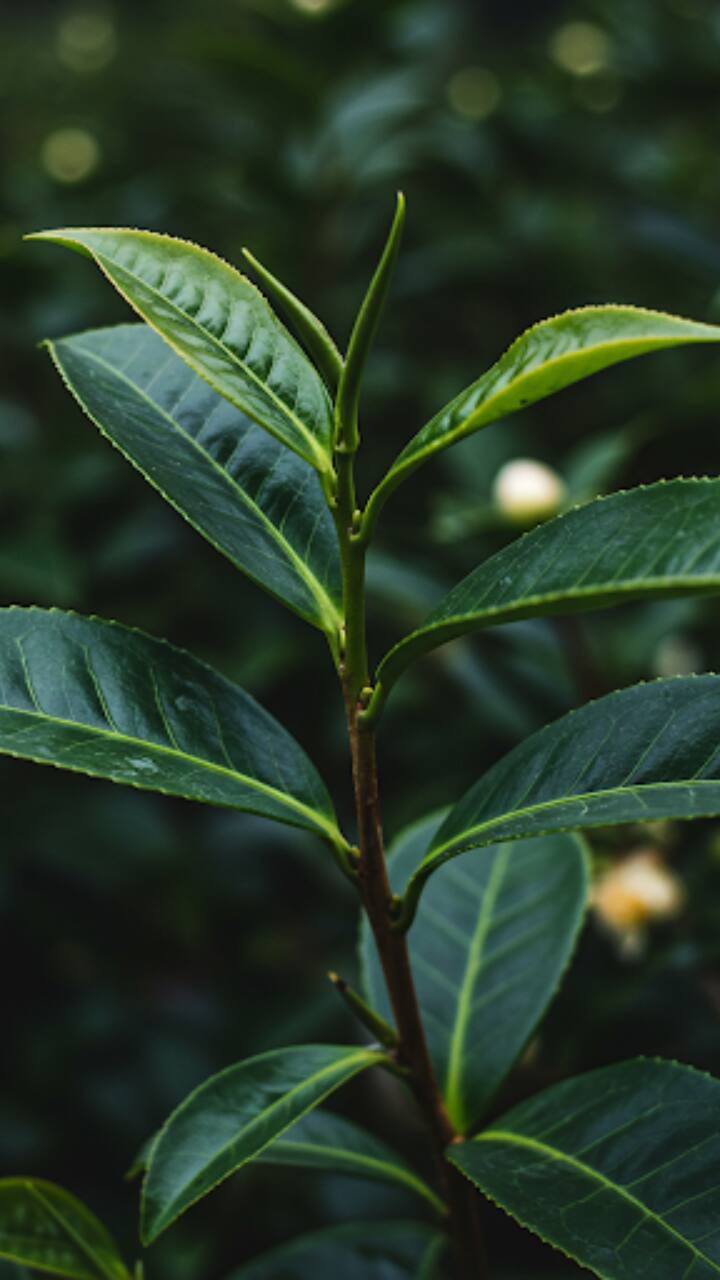 All true tea comes from the same plant: